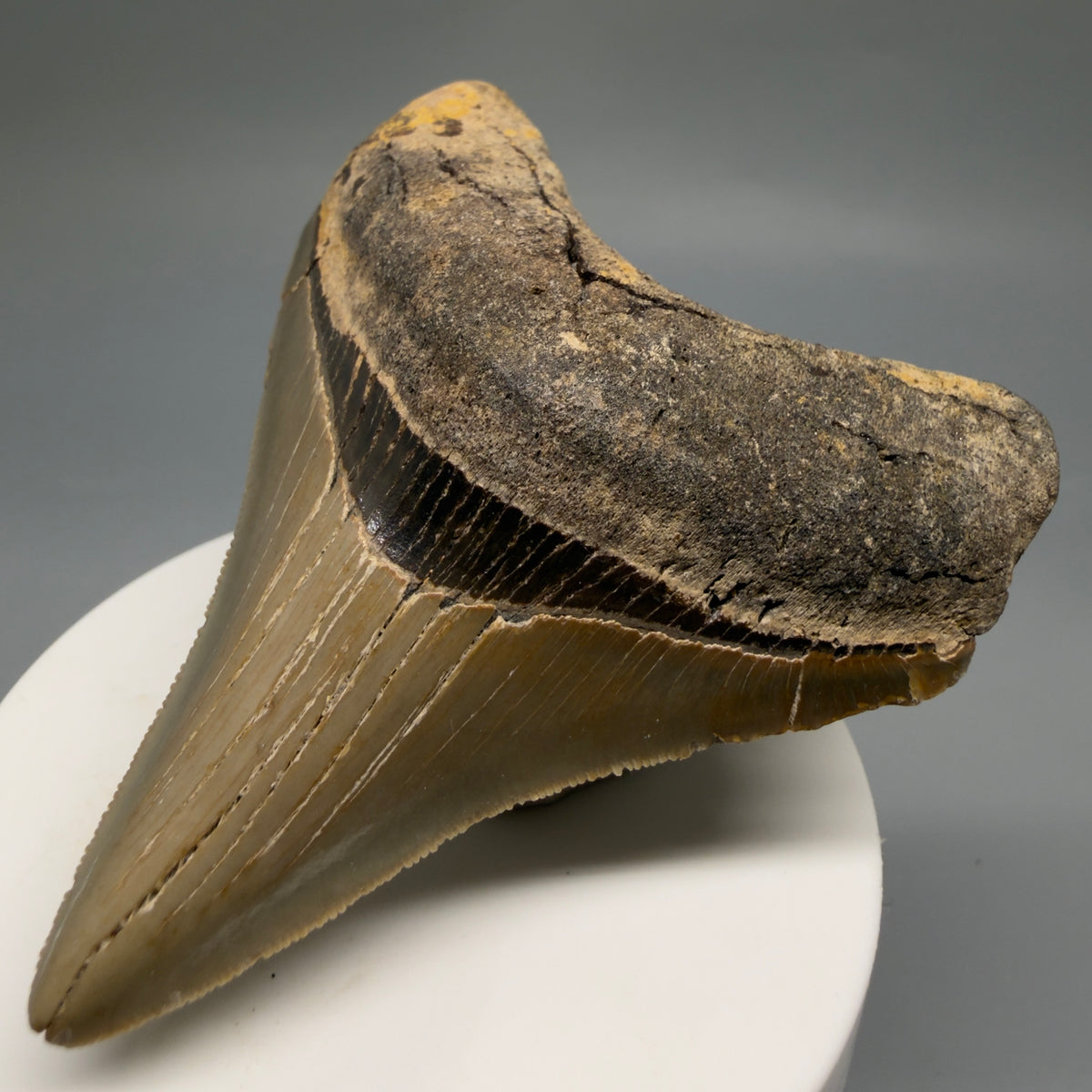Front Right View Colorful 3.10" Fossil Megalodon Tooth from North Carolina - megalodonteeth.com CM6765