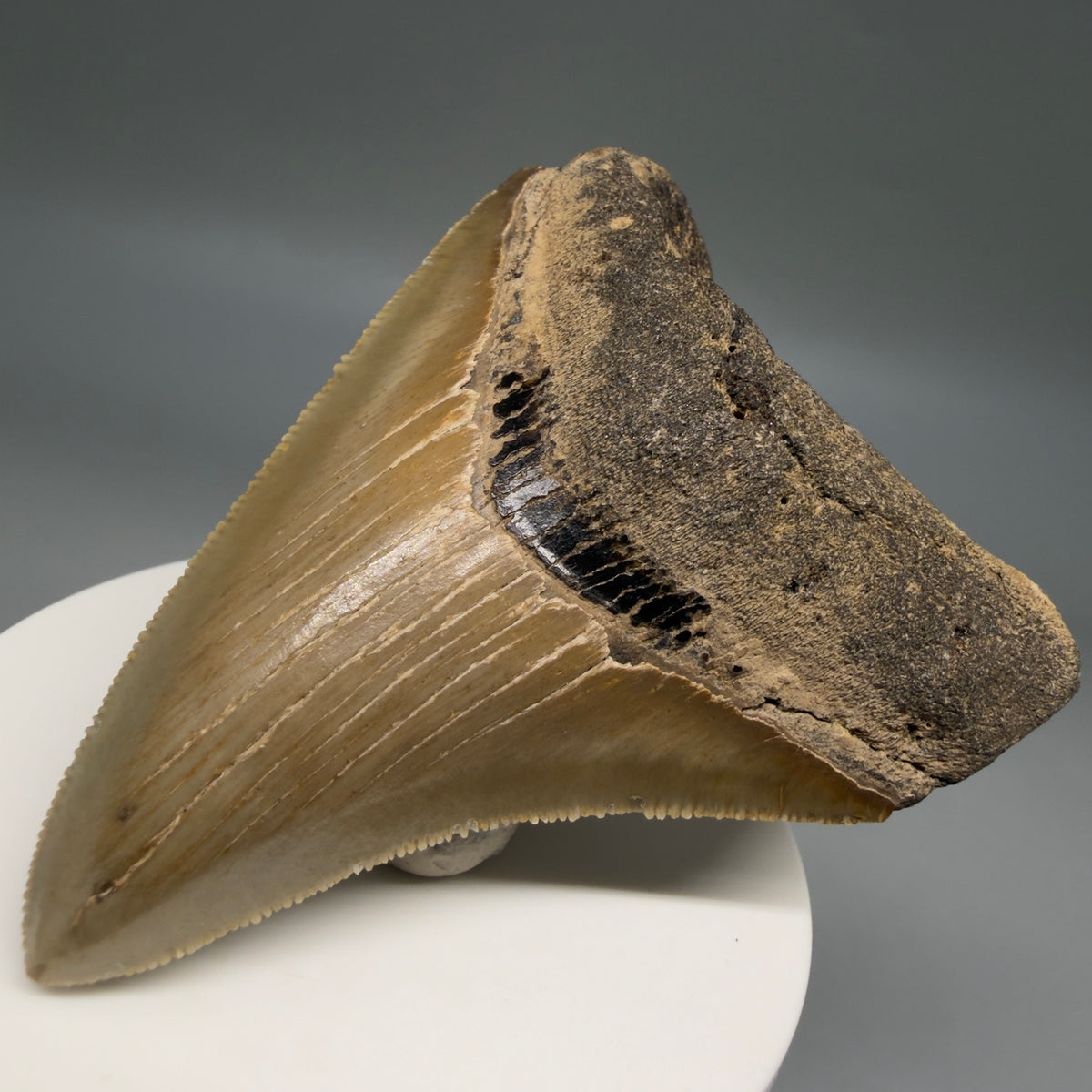 Front Right View Colorful 3.10" Fossil Megalodon Tooth from North Carolina - megalodonteeth.com CM6797