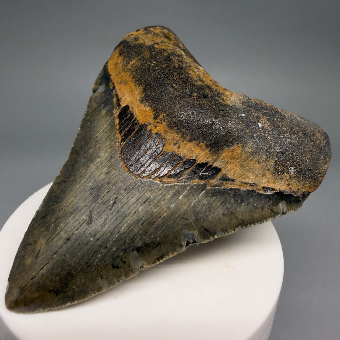 Front Right View Colorful 3.16" Fossil Megalodon Tooth from North Carolina - megalodonteeth.com CM6498