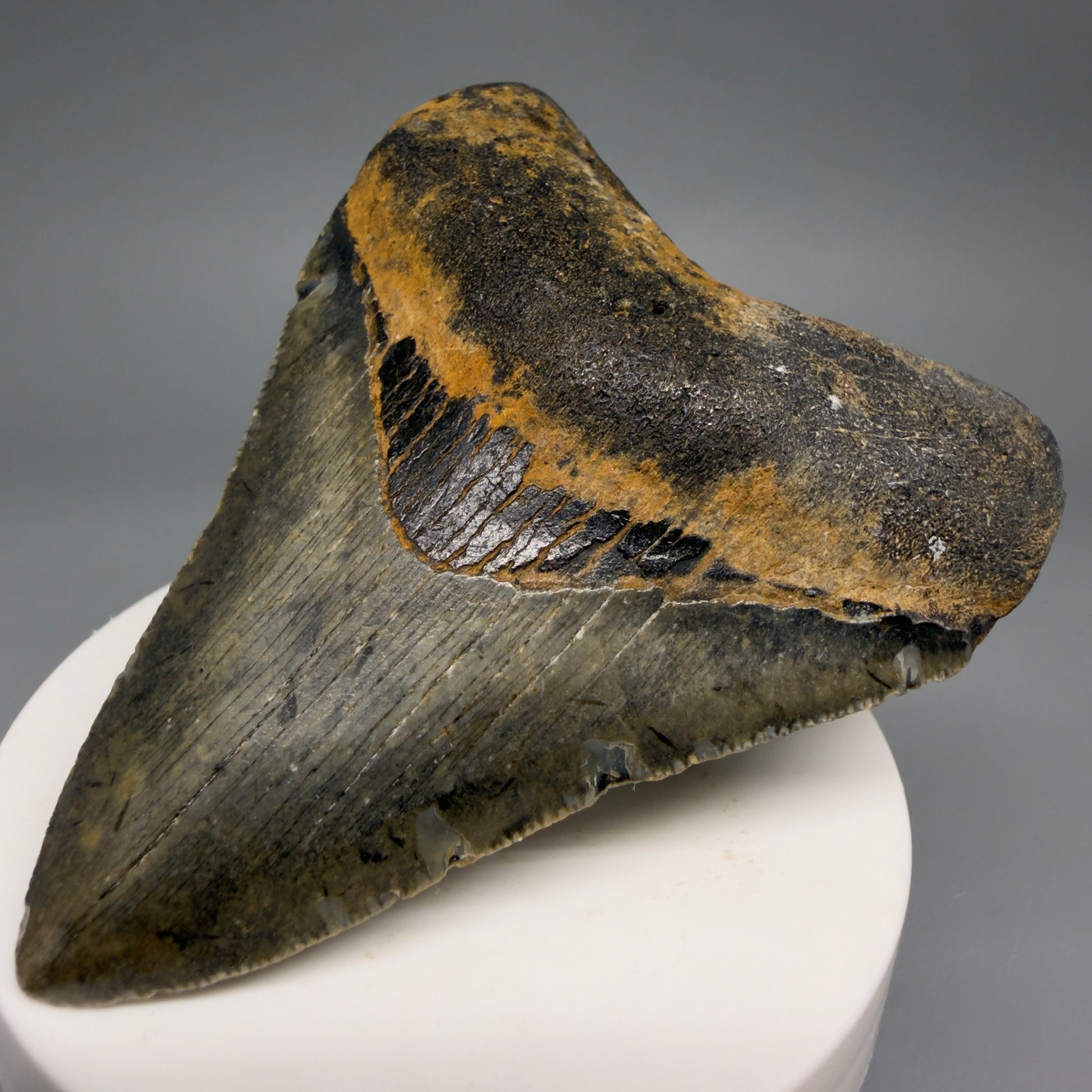 Front Right View Colorful 3.16" Fossil Megalodon Tooth from North Carolina - megalodonteeth.com CM6498
