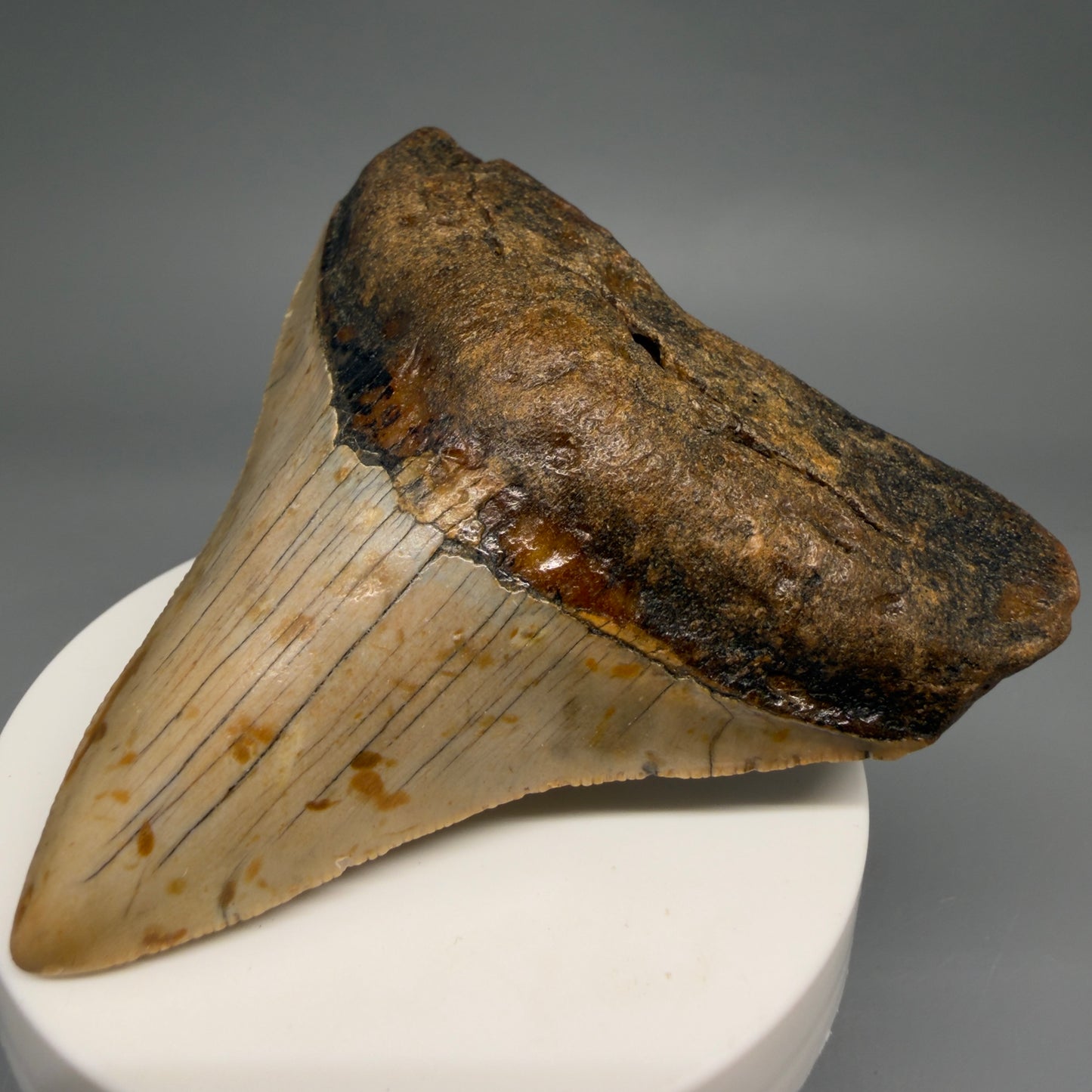 Front Right View Colorful 3.17" Fossil Megalodon Tooth from North Carolina - megalodonteeth.com CM6501