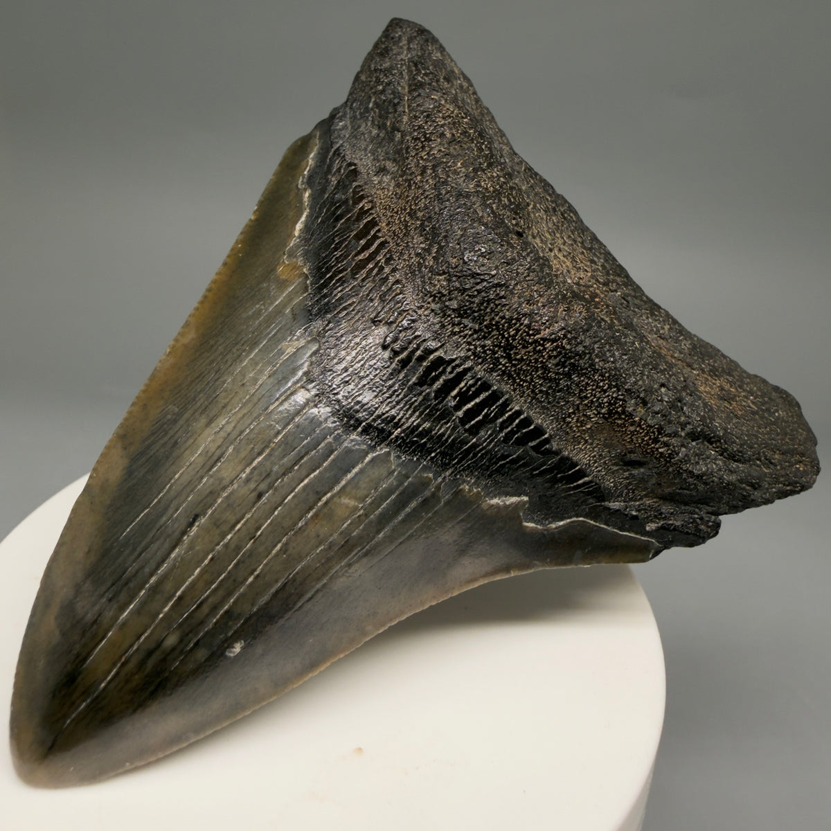 Front Right View Colorful 3.18" Fossil Megalodon Tooth from South Carolina megalodonteeth.com CM6557