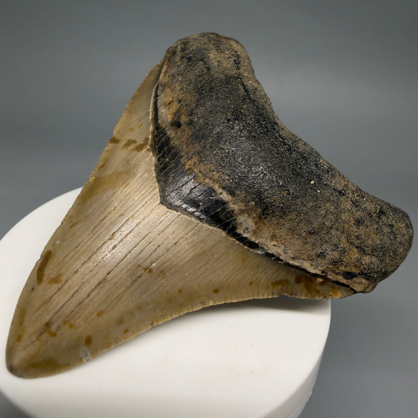 Front Right View Colorful 3.20" Fossil Megalodon Tooth from North Carolina - megalodonteeth.com CM6499