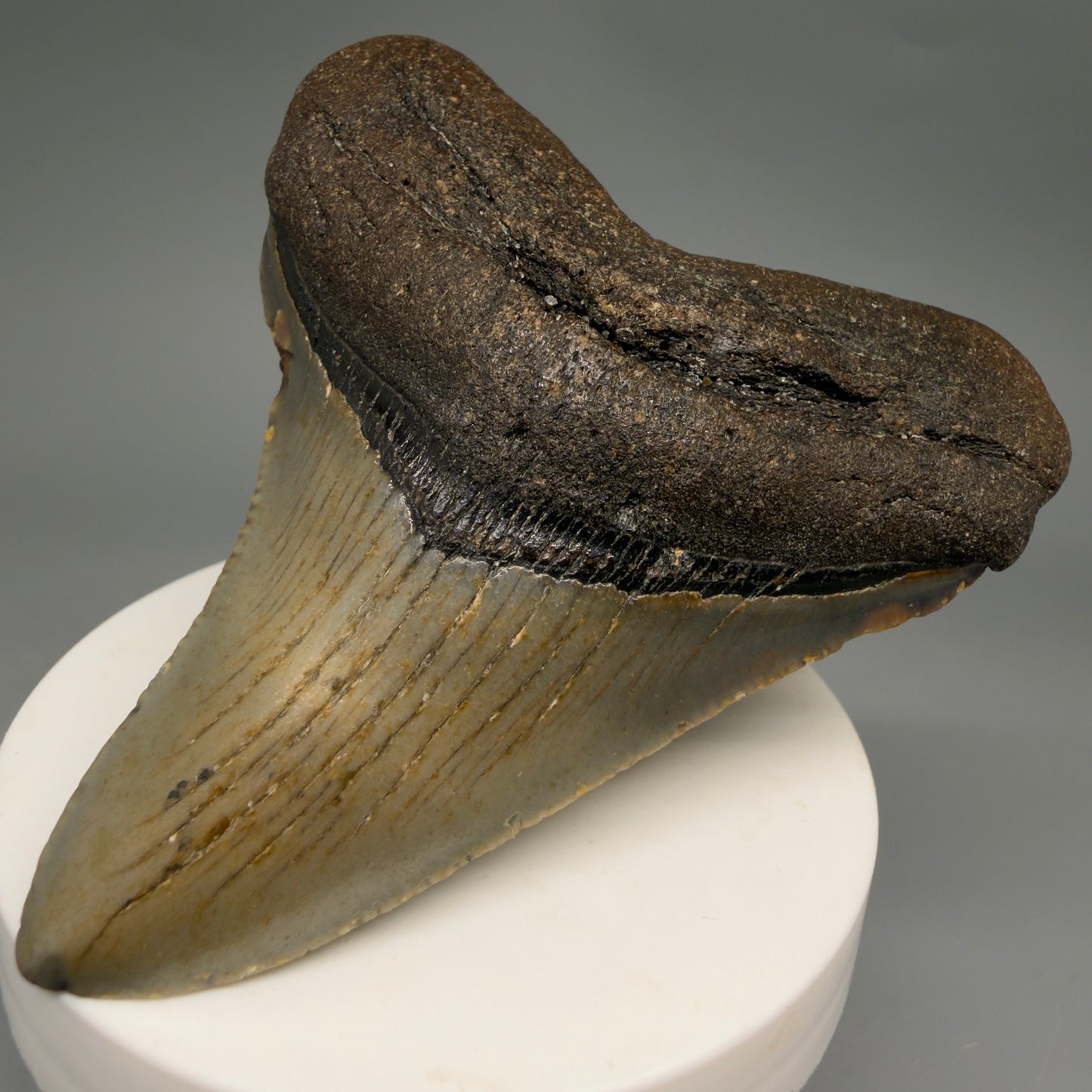 Front Right View Colorful 3.21" Fossil Megalodon Tooth from North Carolina - megalodonteeth.com CM6575