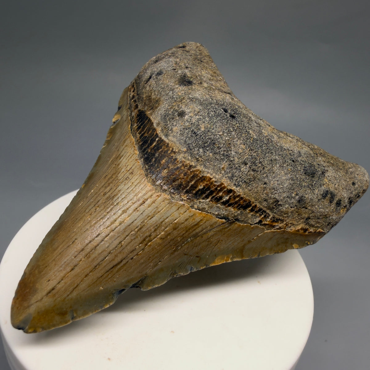 Front Right View Colorful 3.22" Fossil Megalodon Tooth from North Carolina - megalodonteeth.com CM6764