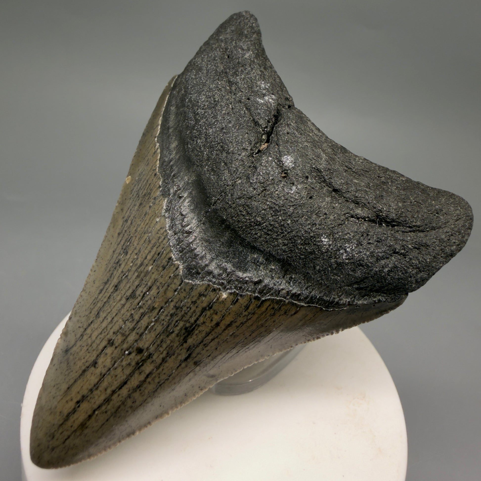 Front Right View Colorful 3.25" Fossil Megalodon Tooth from North Carolina - megalodonteeth.com CM6634