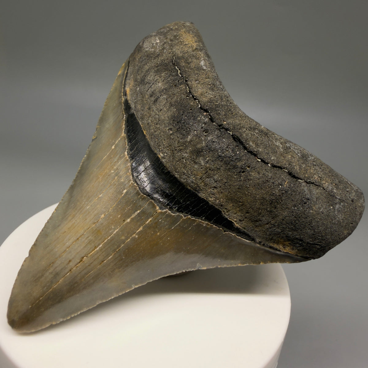 Front Right View Colorful 3.27" Fossil Megalodon Tooth from North Carolina - megalodonteeth.com CM6799