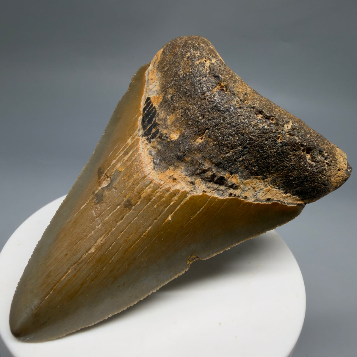 Front Right View Colorful 3.28" Fossil Megalodon Tooth from North Carolina - megalodonteeth.com CM6763