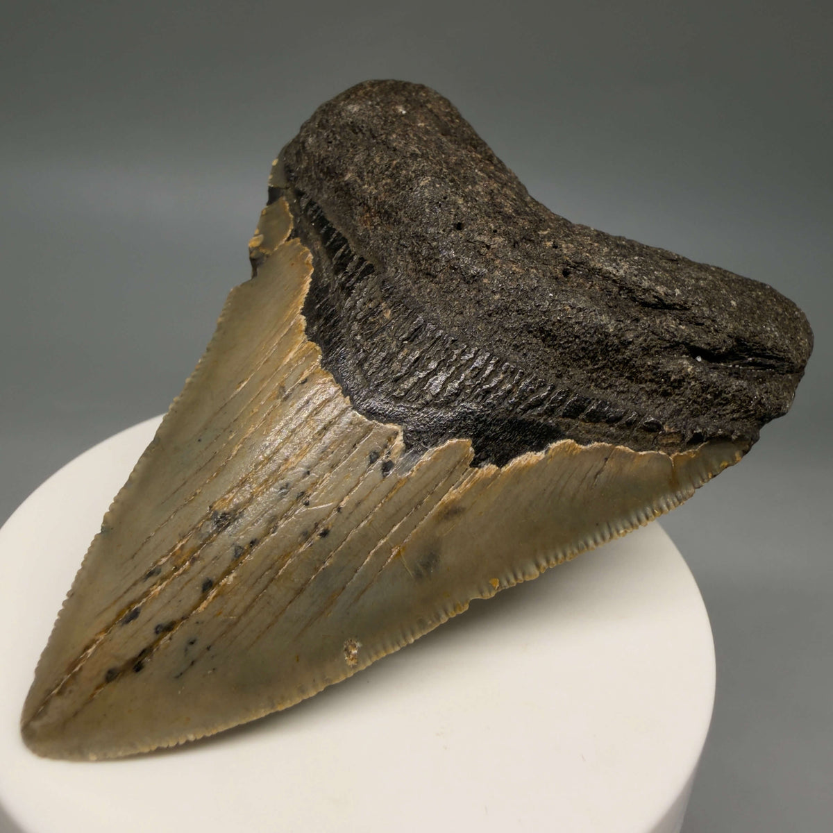Front Right View Colorful 3.28" Fossil Megalodon Tooth from North Carolina - megalodonteeth.com CM6798 