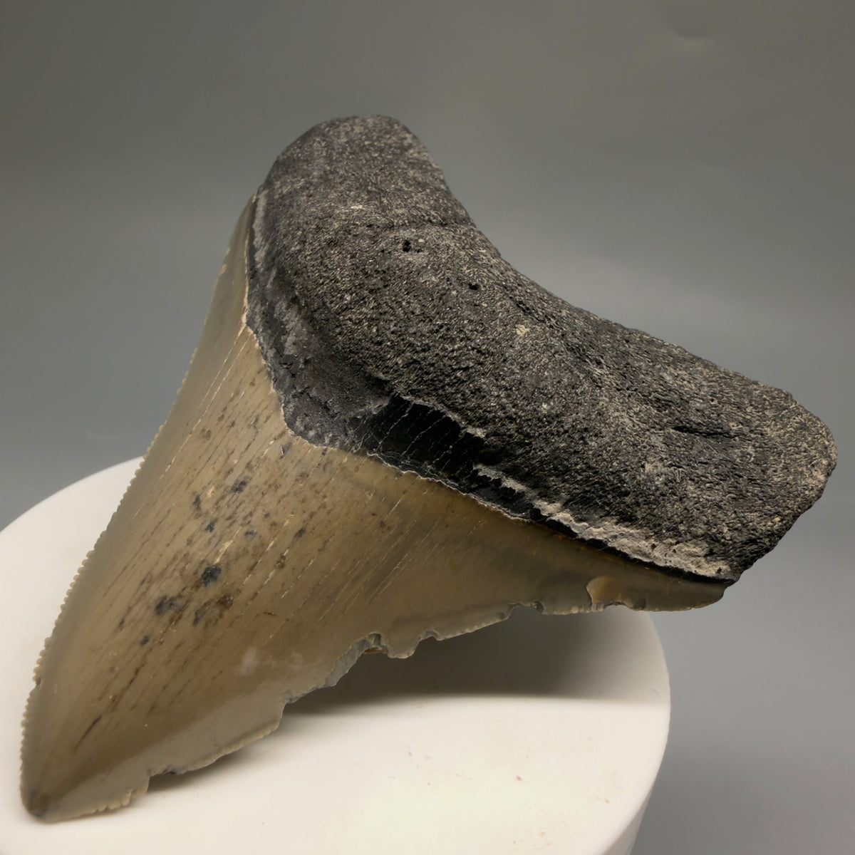 Front Right View Colorful 3.32" Fossil Megalodon Tooth from North Carolina - megalodonteeth.com CM6766