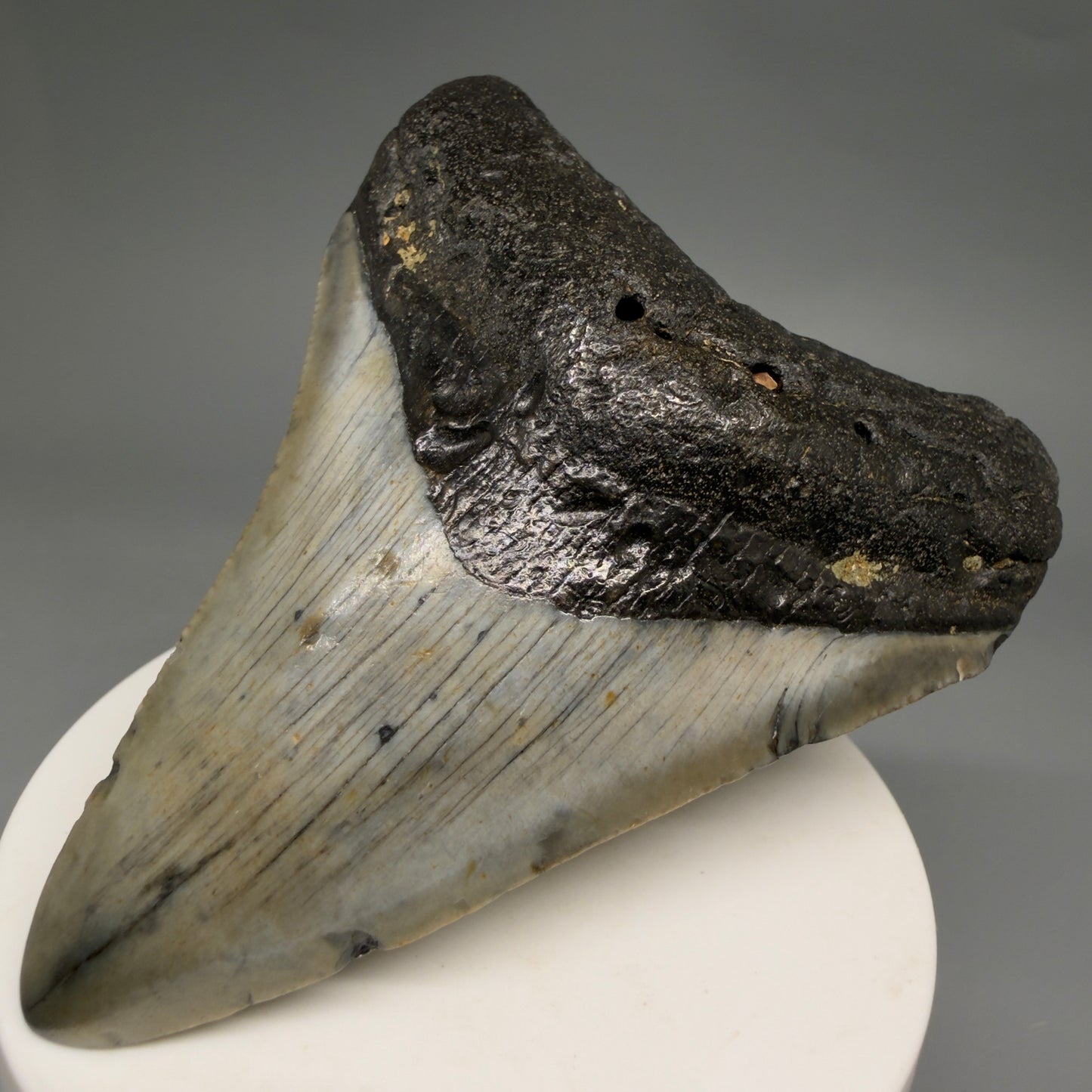Front Right View Colorful 3.33" Fossil Megalodon Tooth from North Carolina - megalodonteeth.com CM6576