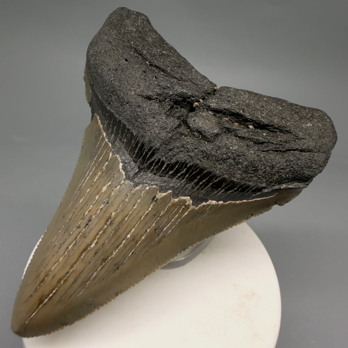 Front Right View Colorful 3.39" Fossil Megalodon Tooth from North Carolina - megalodonteeth.com CM6637