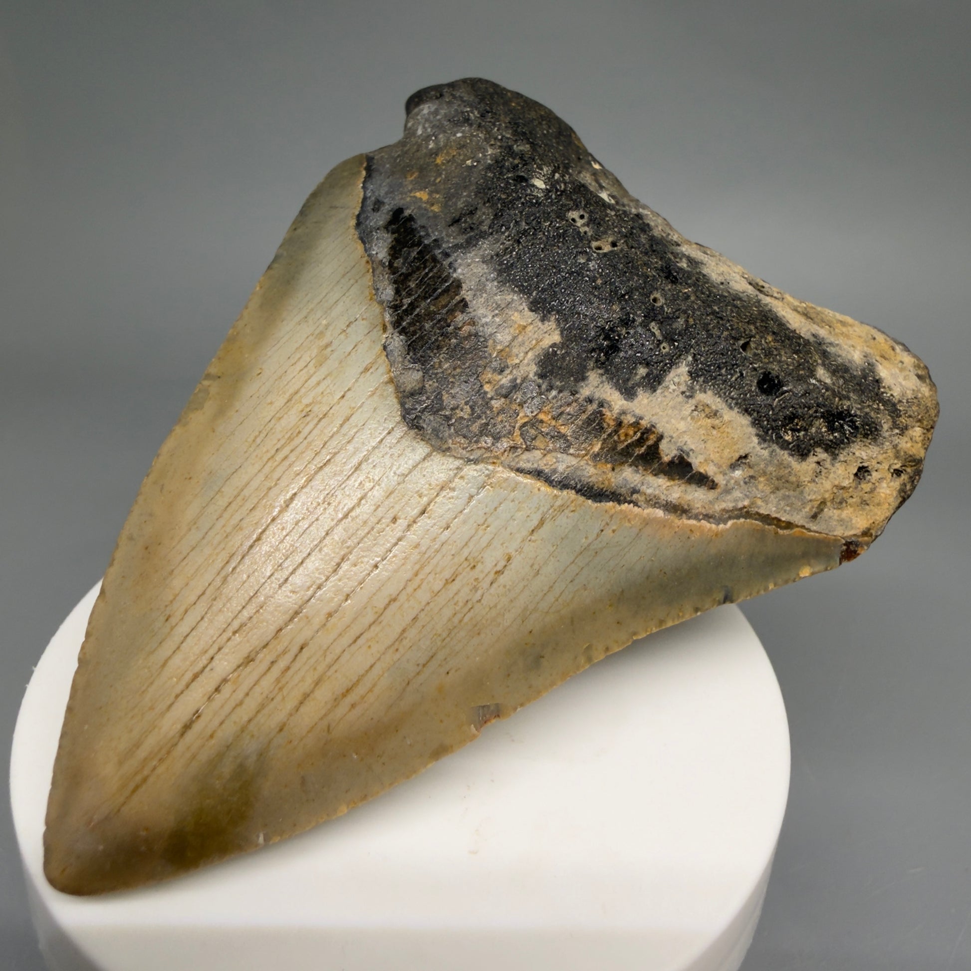 Front Right View Colorful 3.40" Fossil Megalodon Tooth from North Carolina - megalodonteeth.com CM6507