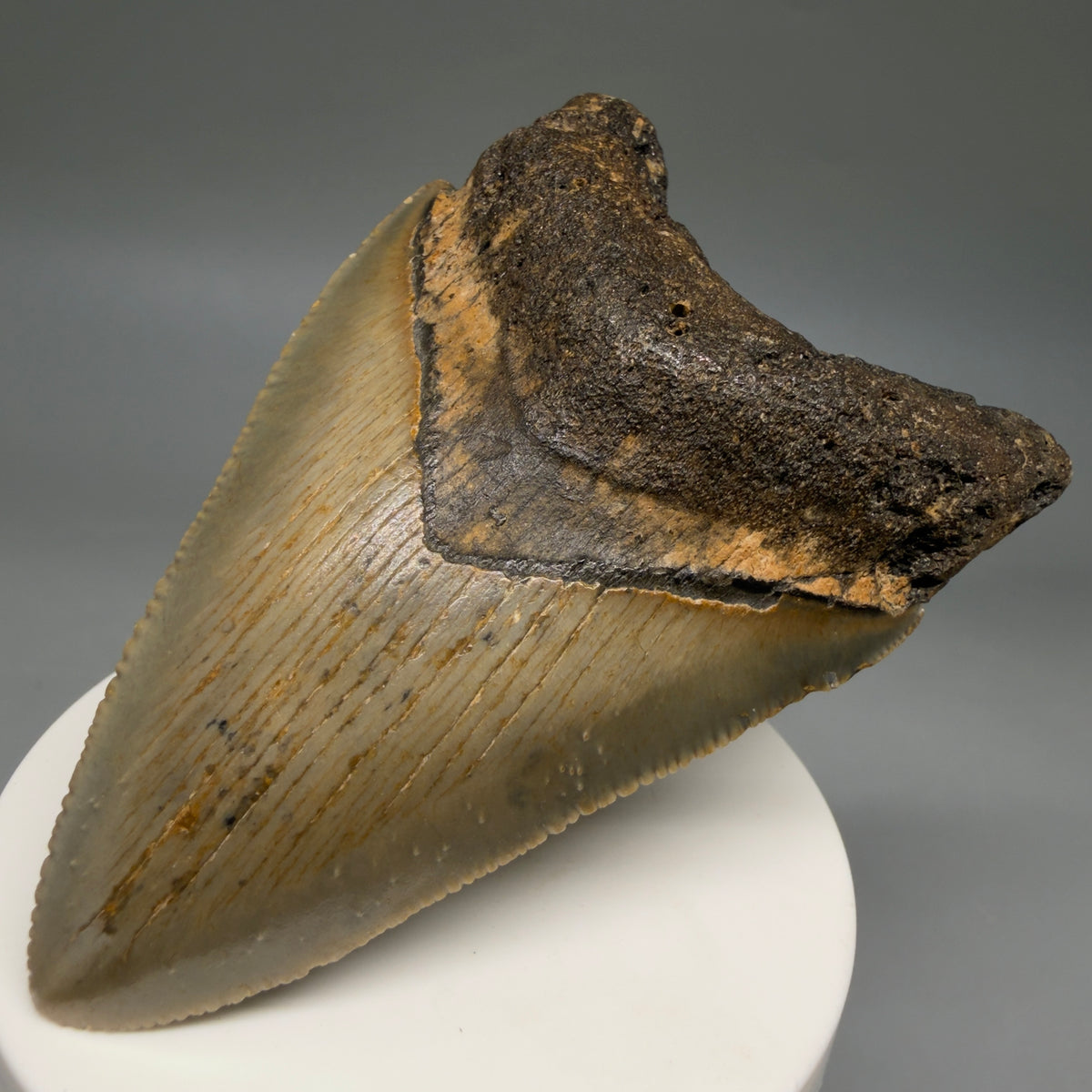 Front Right View Colorful 3.42" Fossil Megalodon Tooth from North Carolina - megalodonteeth.com CM6800