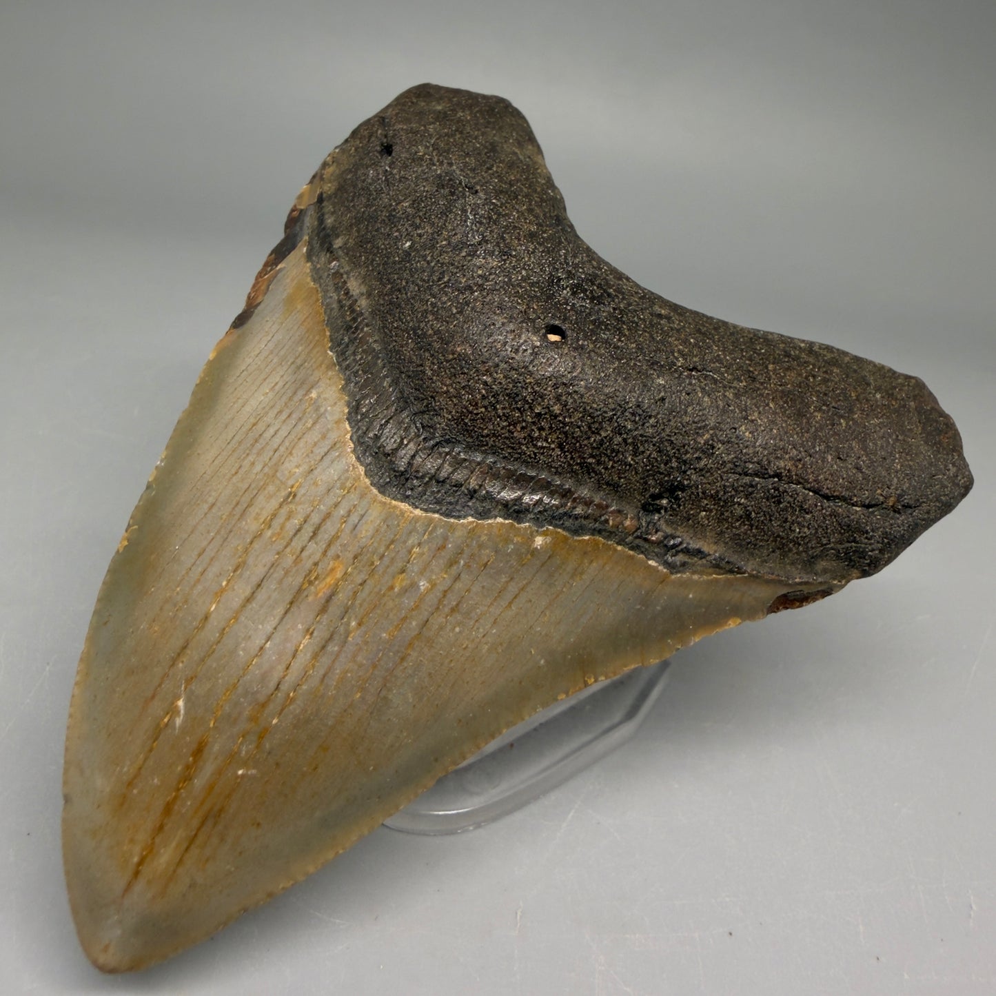 Front Right View Colorful 3.45" Fossil Megalodon Tooth from North Carolina - megalodonteeth.com CM6508