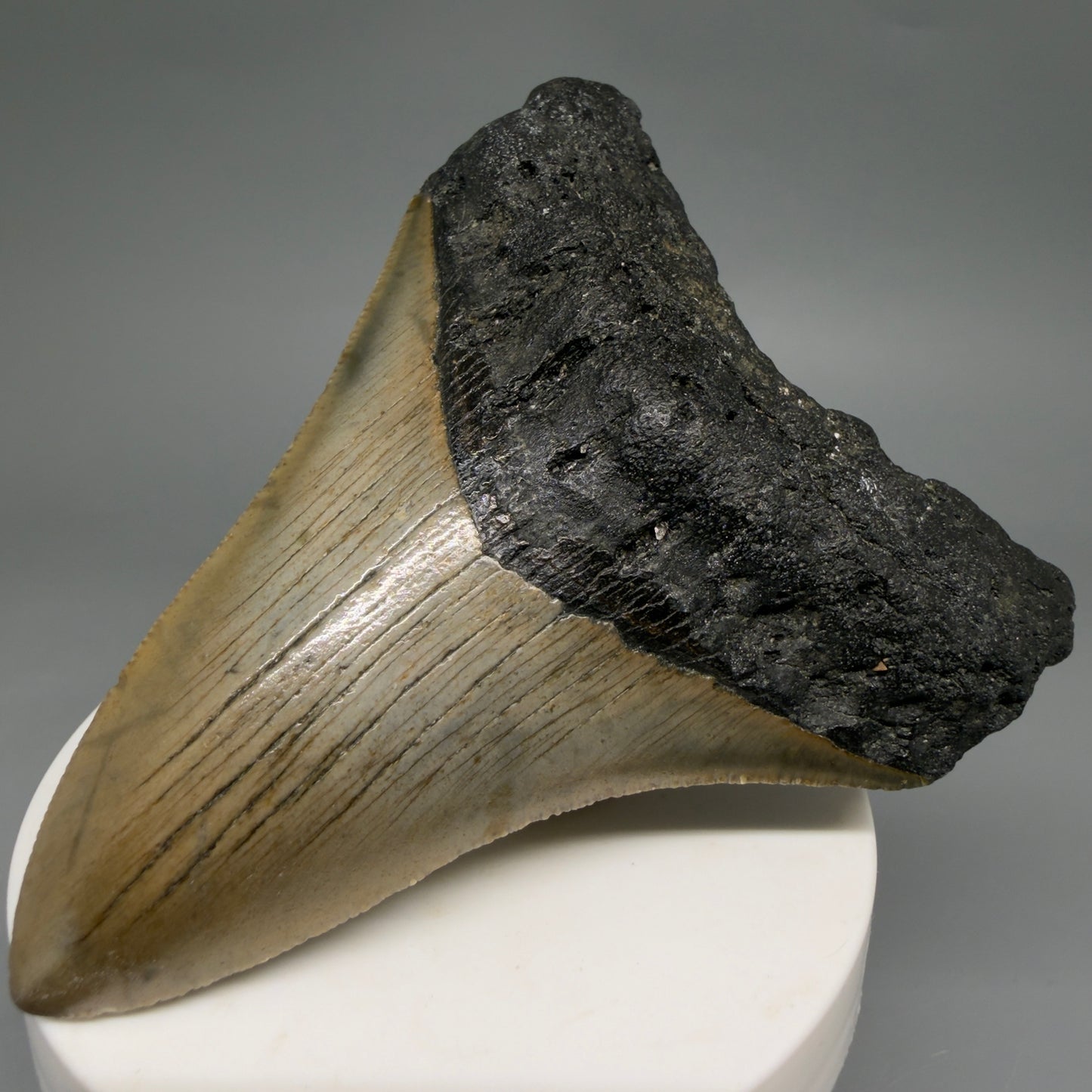 Front Right View Colorful 3.48" Fossil Megalodon Tooth from North Carolina - megalodonteeth.com CM6578