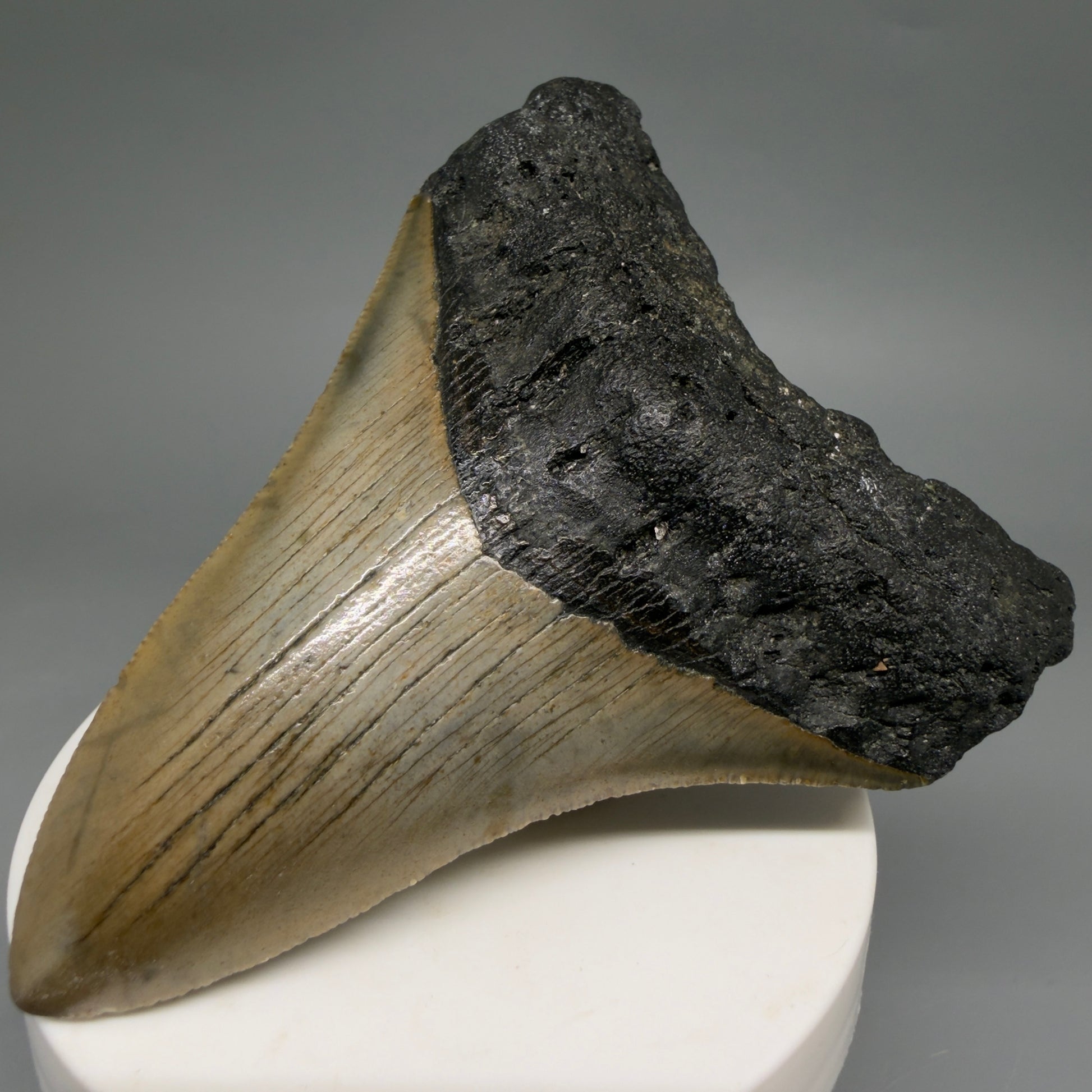 Front Right View Colorful 3.48" Fossil Megalodon Tooth from North Carolina - megalodonteeth.com CM6578