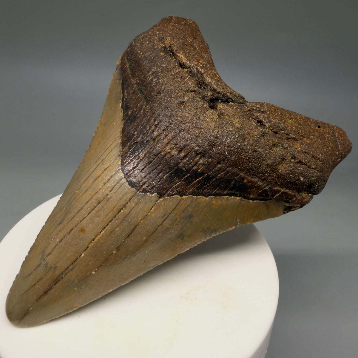 Front Right View Colorful 3.55" Fossil Megalodon Tooth from North Carolina - megalodonteeth.com CM8602