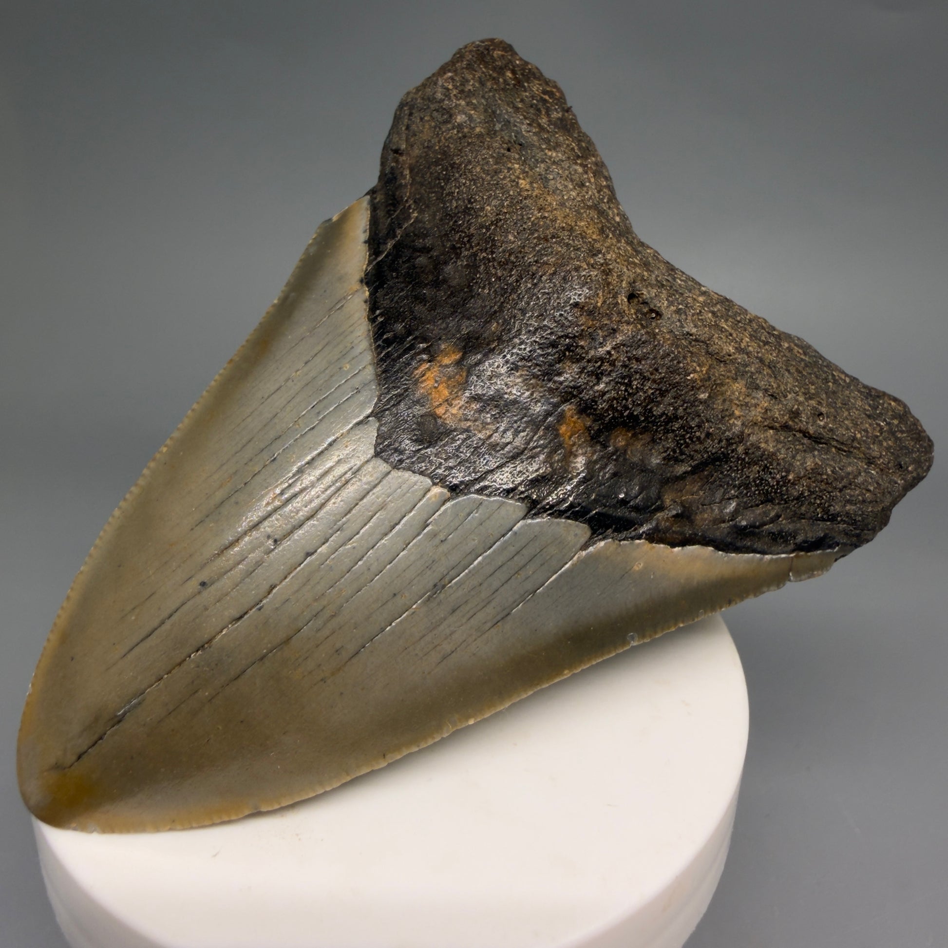 Front Right View Colorful 3.57" Fossil Megalodon Tooth from North Carolina - megalodonteeth.com CM6579