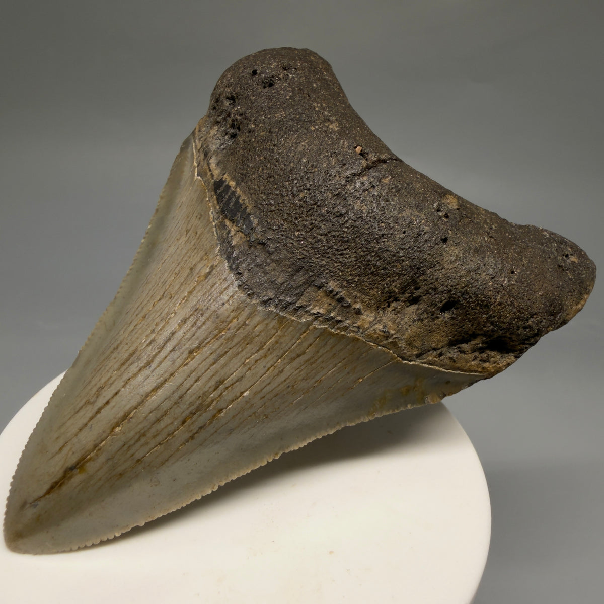 Front Right View Colorful 3.62" Fossil Megalodon Tooth from North Carolina - megalodonteeth.com CM6769