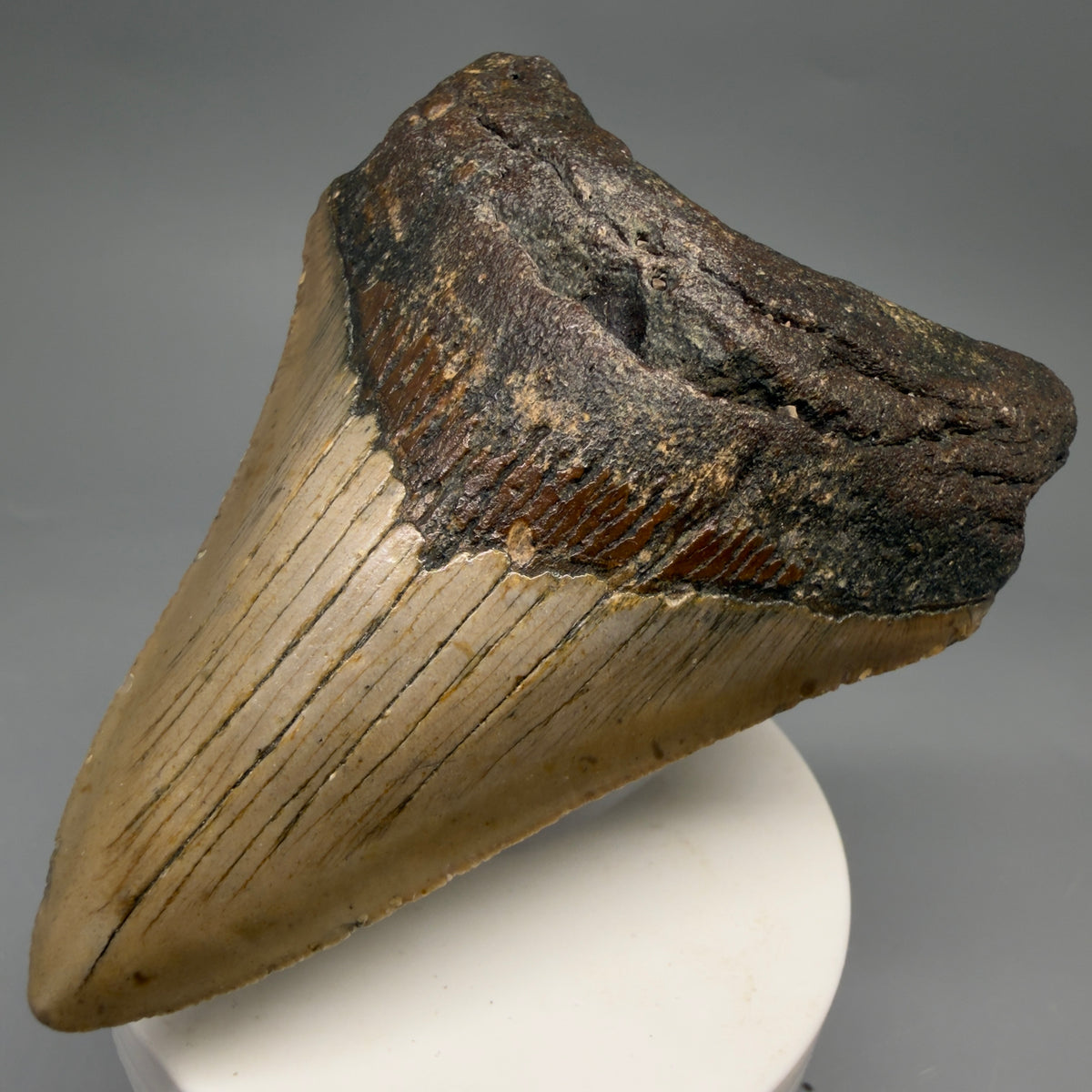 Front Right View Colorful 3.63" Fossil Megalodon Tooth from North Carolina - megalodonteeth.com CM6644
