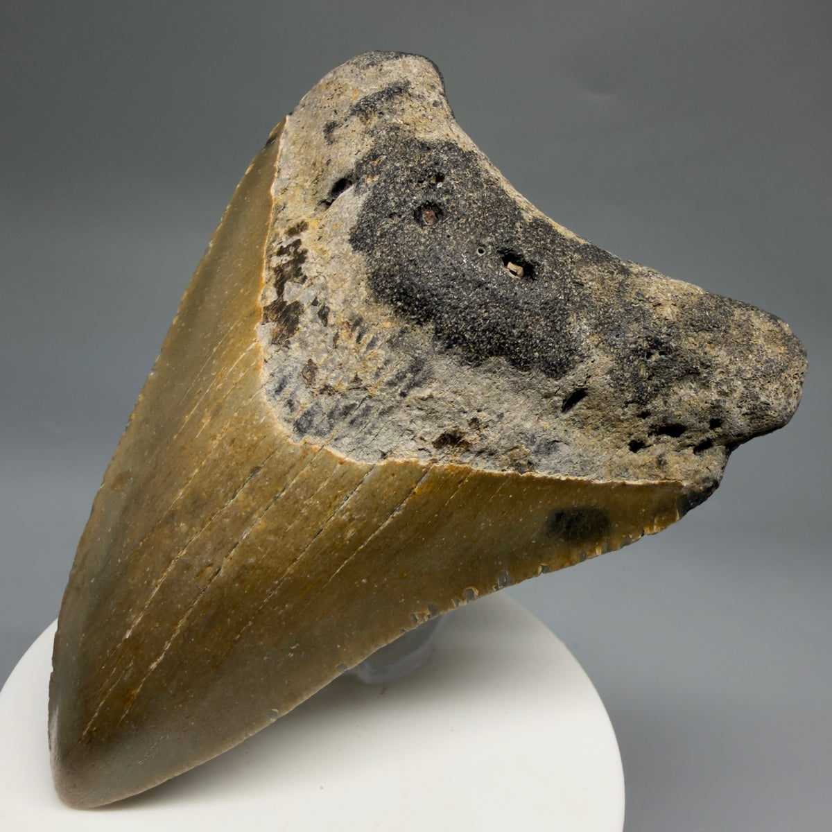 Front Right View Colorful 3.66" Fossil Megalodon Tooth from North Carolina - megalodonteeth.com CM6770