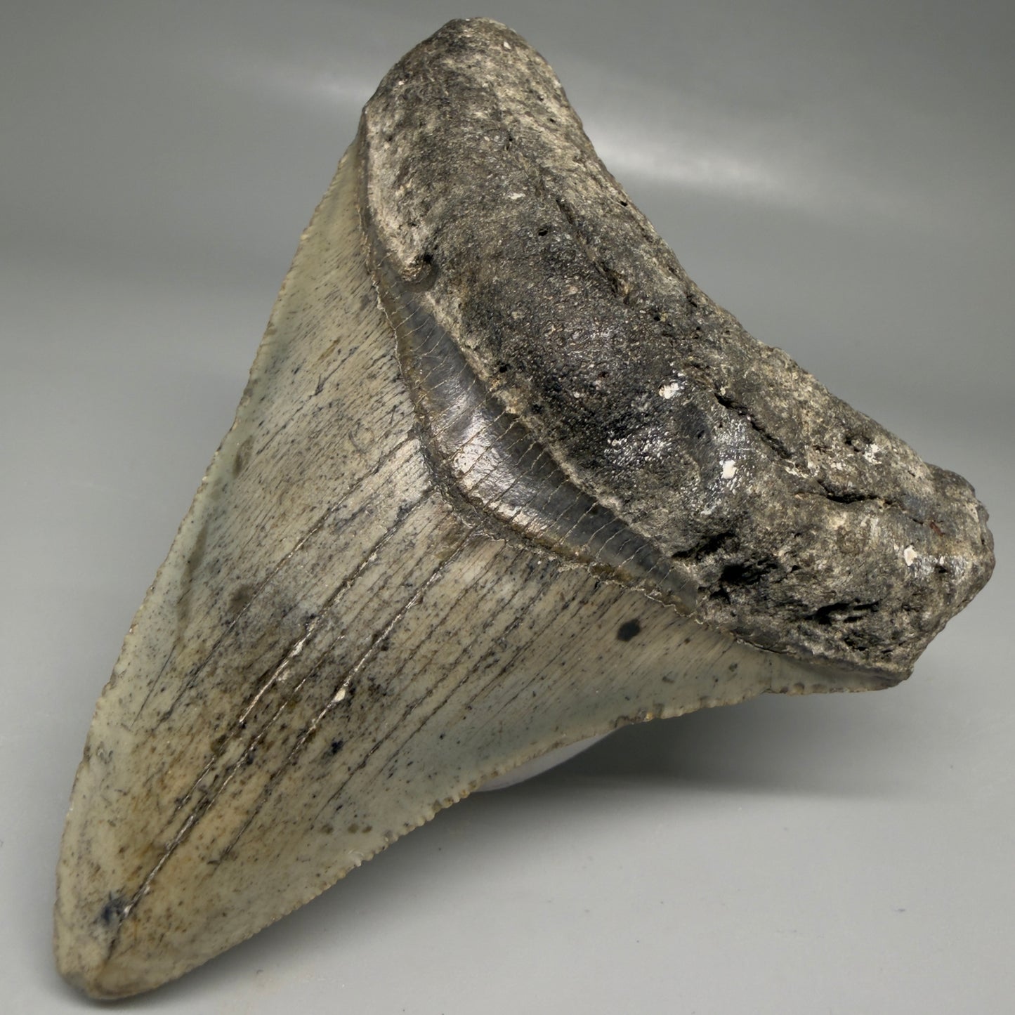 Front Right View Colorful 3.68" Fossil Megalodon Tooth from North Carolina - megalodonteeth.com CM6503