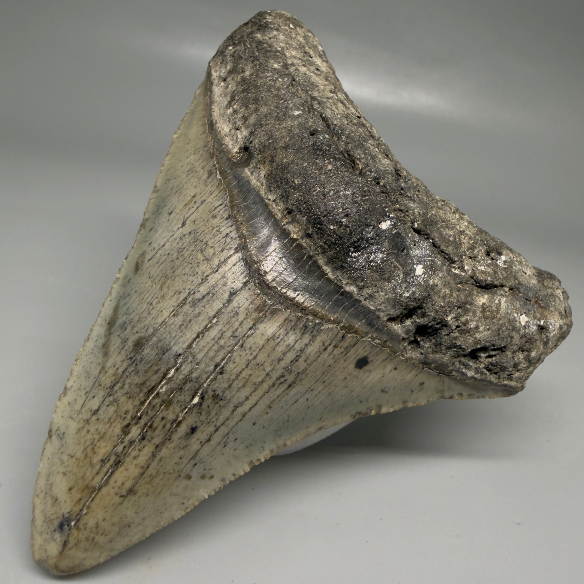 Front Right View Colorful 3.68" Fossil Megalodon Tooth from North Carolina - megalodonteeth.com CM6503