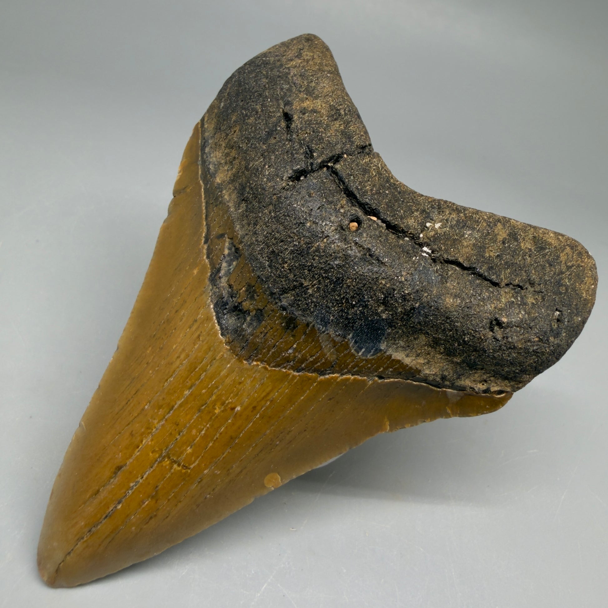 Front Right View Colorful 3.69" Fossil Megalodon Tooth from North Carolina - megalodonteeth.com CM6509