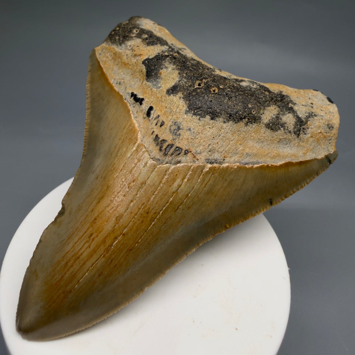 Front Right View Colorful 3.71" Fossil Megalodon Tooth from North Carolina - megalodonteeth.com CM6771
