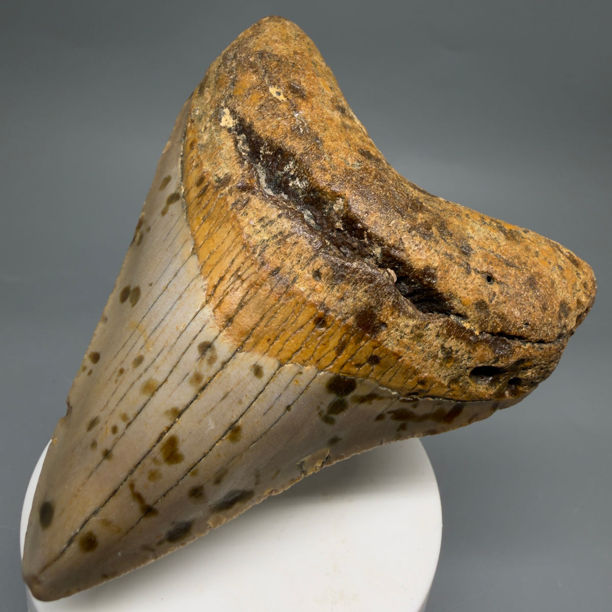 Front Right View Colorful 3.77" Fossil Megalodon Tooth from North Carolina - megalodonteeth.com CM6645