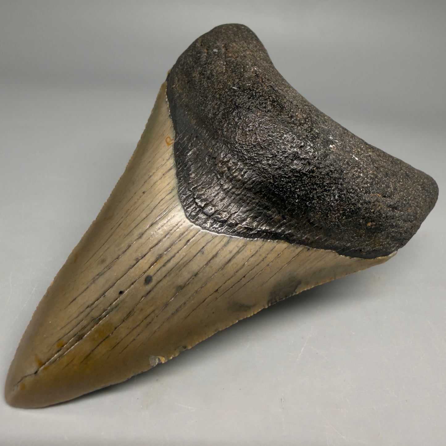 Front Right View Colorful 3.78" Fossil Megalodon Tooth from North Carolina - megalodonteeth.com CM6510