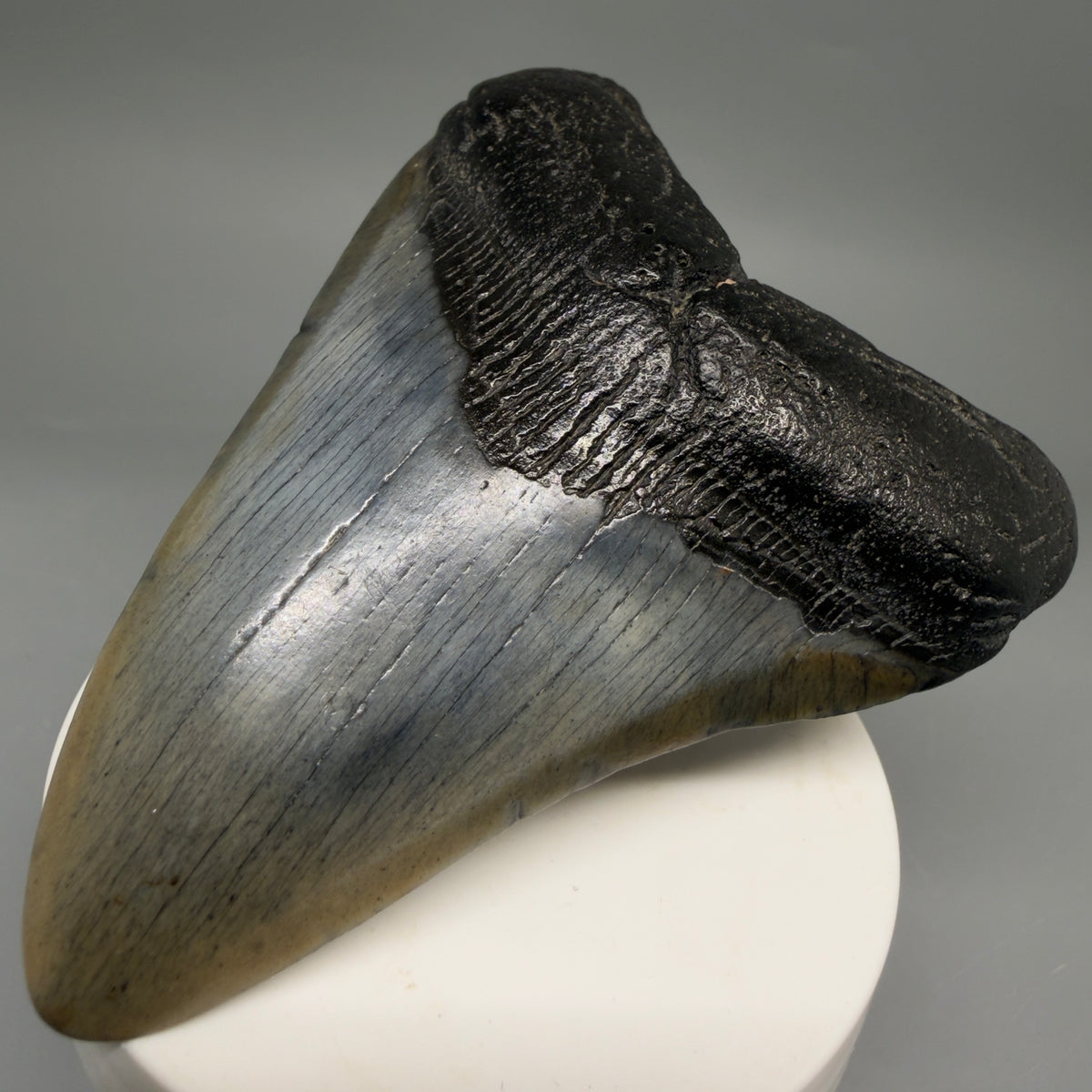 Front Right View Colorful 3.80" Fossil Megalodon Tooth from South Carolina megalodonteeth.com CM6570