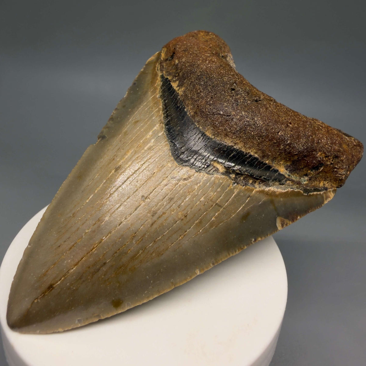 Front Right View Colorful 3.81" Fossil Megalodon Tooth from North Carolina - megalodonteeth.com CM6805