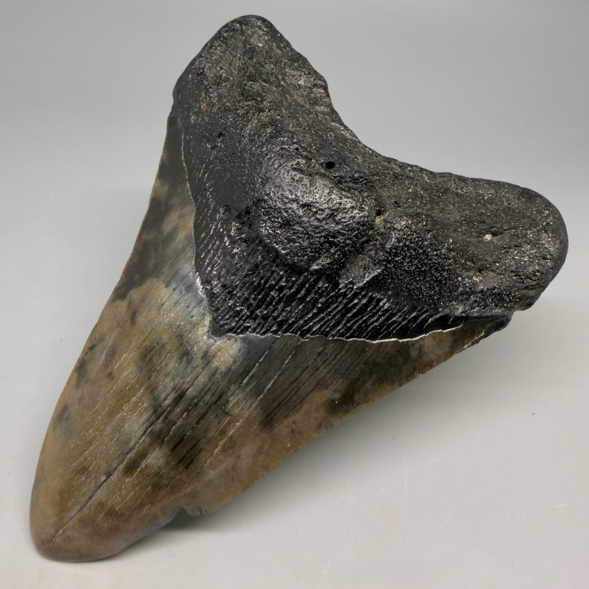 Front Right View Colorful 3.91" Fossil Megalodon Tooth from South Carolina megalodonteeth.com CM6567