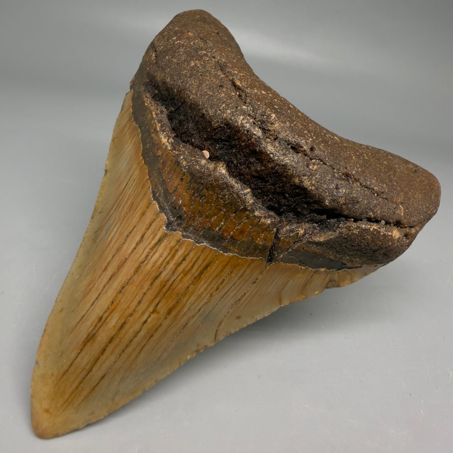 Front Right View Colorful 3.92" Fossil Megalodon Tooth from North Carolina - megalodonteeth.com CM6506