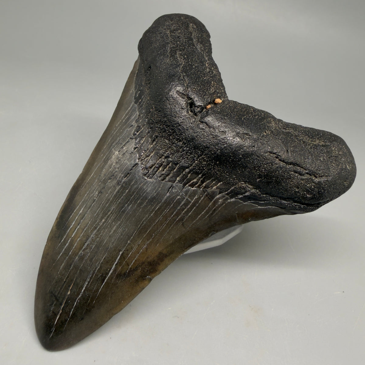 Front Right View Colorful 3.92" Fossil Megalodon Tooth from South Carolina megalodonteeth.com CM6569