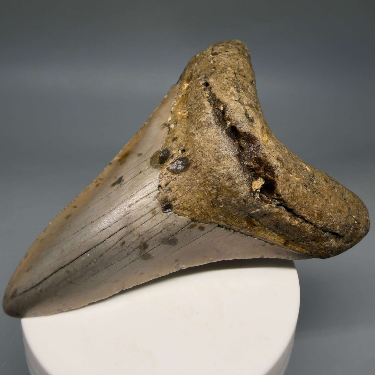 Front Right View Colorful 3.97" Fossil Megalodon Tooth from North Carolina - megalodonteeth.com CM6801