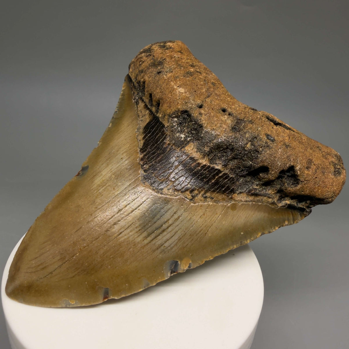 Front Right View Colorful 3.97" Fossil Megalodon Tooth from North Carolina - megalodonteeth.com CM6807