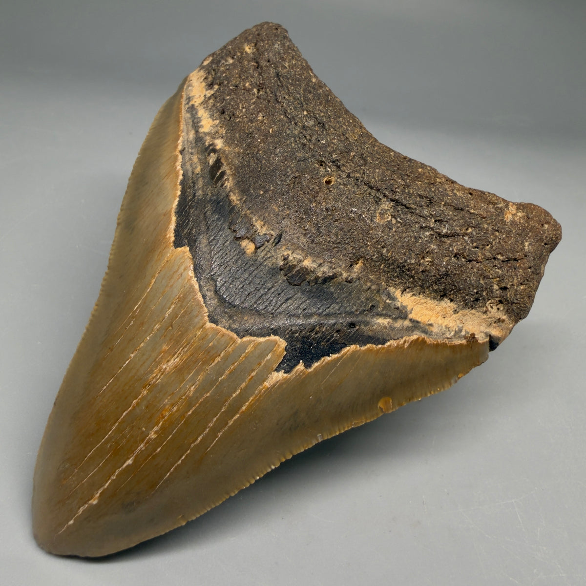 Front Right View Colorful 4.00" Authentic Megalodon Tooth – North Carolina Fossil | Carcharocles megalodon megalodonteeth.com CM6751