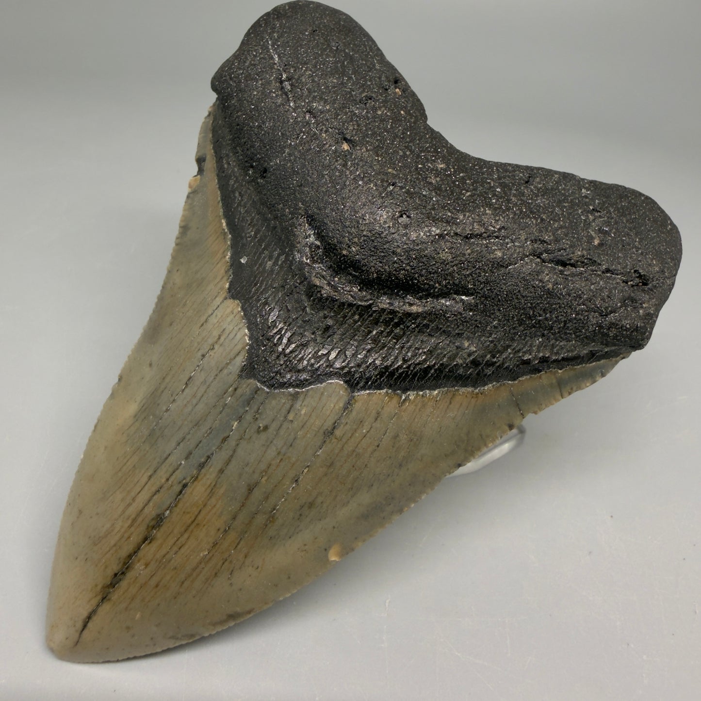 Front Right View Colorful 4.01" Authentic Megalodon Tooth – North Carolina Fossil | Carcharocles megalodon CM6513
