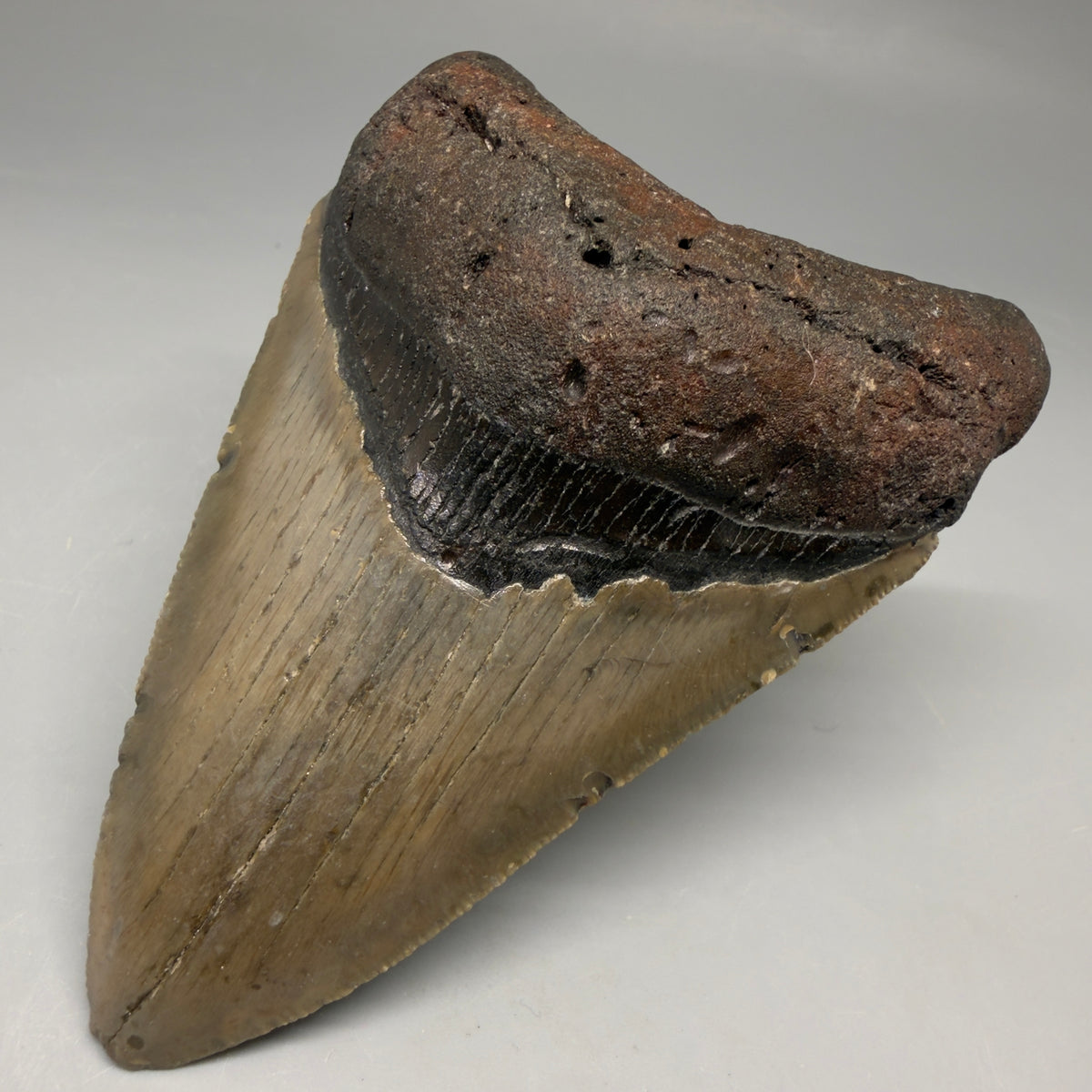 Front Right View Colorful 4.02" Authentic Megalodon Tooth – North Carolina Fossil megalodonteeth.com CM6749