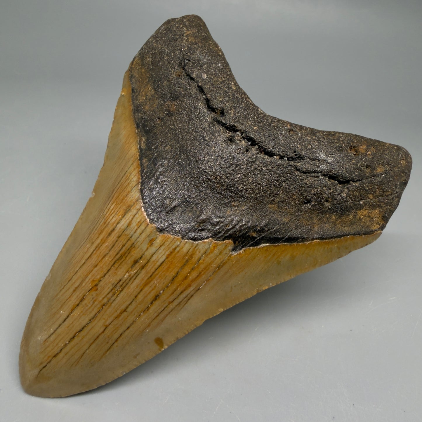 Front Right View Colorful 4.06" Authentic Megalodon Tooth – North Carolina Fossil | Carcharocles megalodon CM6516