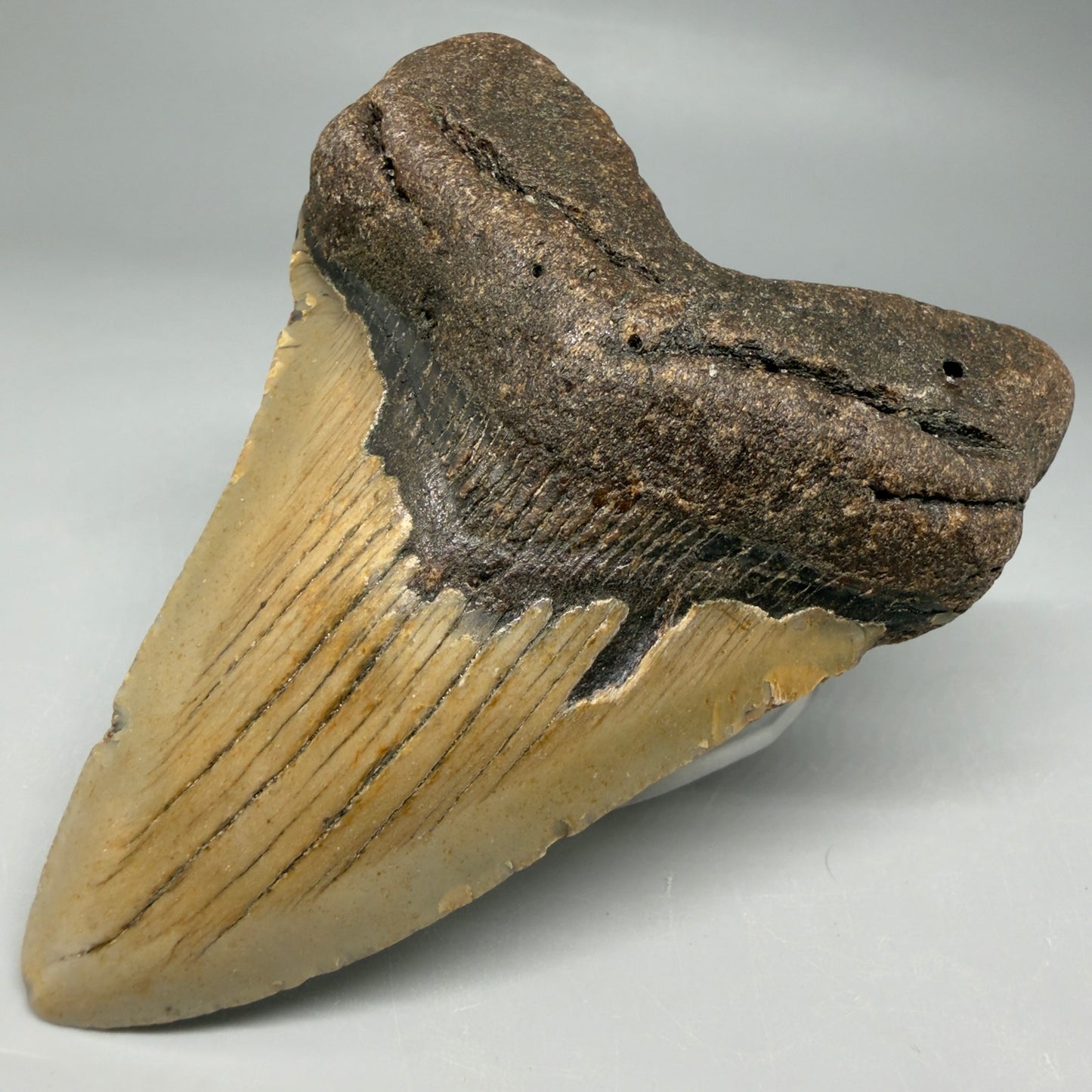 Front Right View Colorful 4.11" Authentic Megalodon Tooth – North Carolina Fossil | Carcharocles megalodon CM670