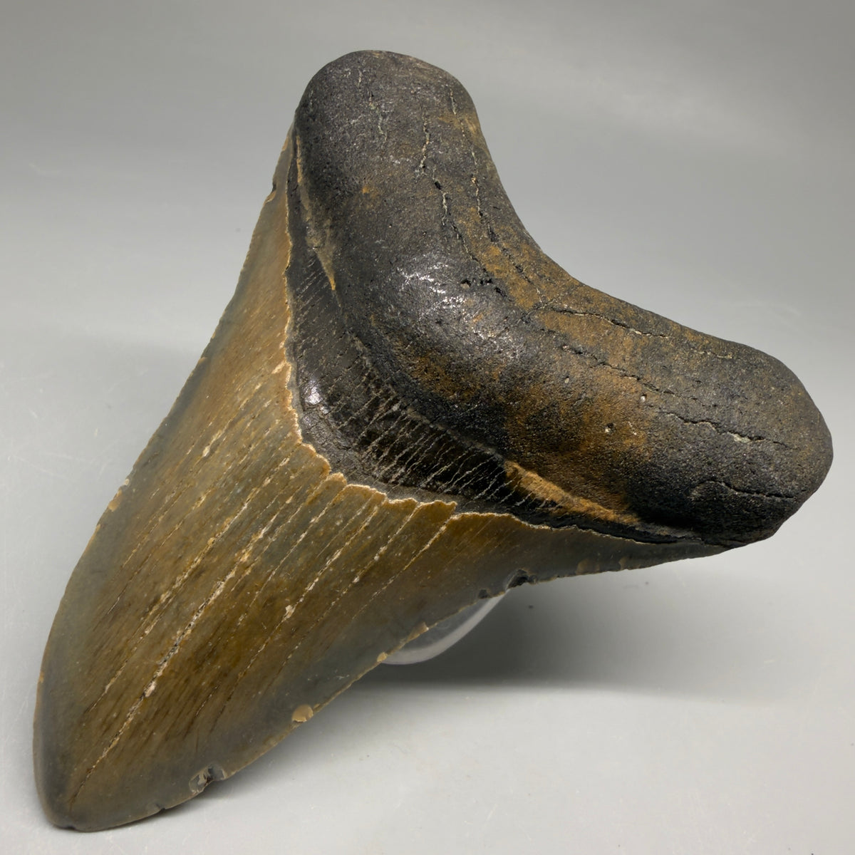Front Right View Colorful 4.11" Authentic Megalodon Tooth – North Carolina Fossil megalodonteeth.com CM6748