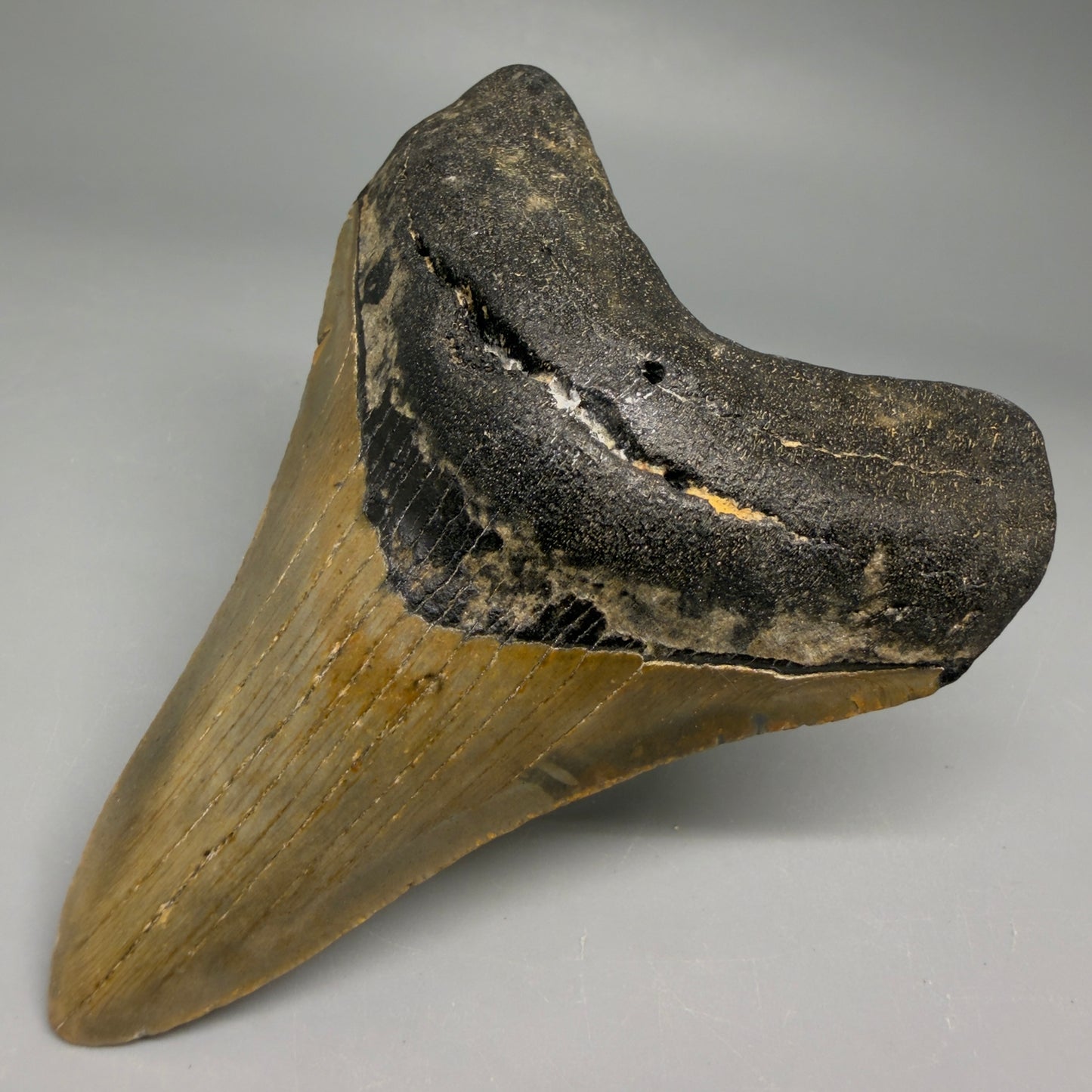 Front Right View Colorful 4.12" Authentic Megalodon Tooth – North Carolina Fossil | Carcharocles megalodon CM6511