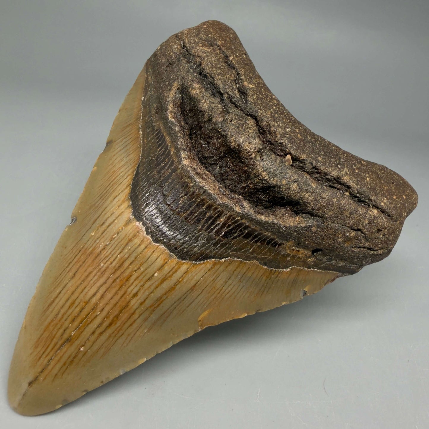 Front Right View Colorful 4.15" Authentic Megalodon Tooth – North Carolina Fossil | Carcharocles megalodon CM6472