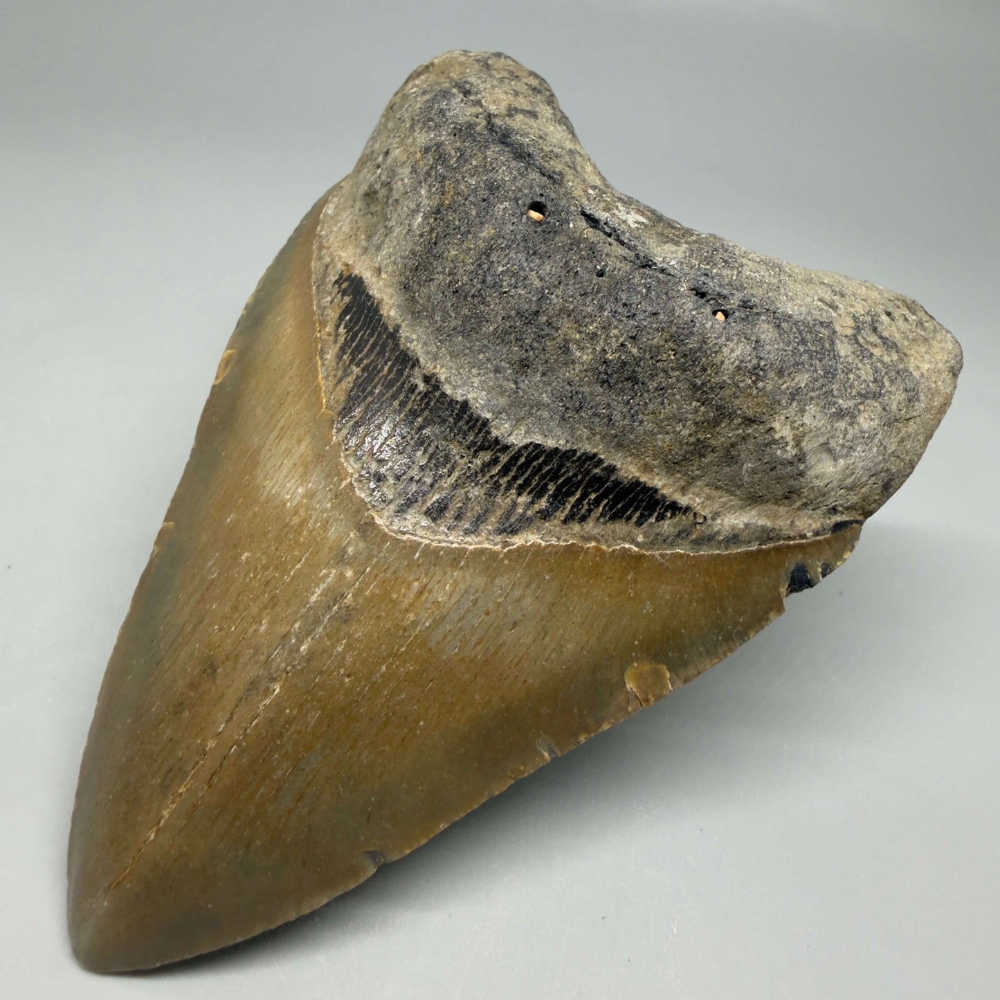 Front Right View Colorful 4.16" Authentic Megalodon Tooth – North Carolina Fossil | Carcharocles megalodon CM6471 
