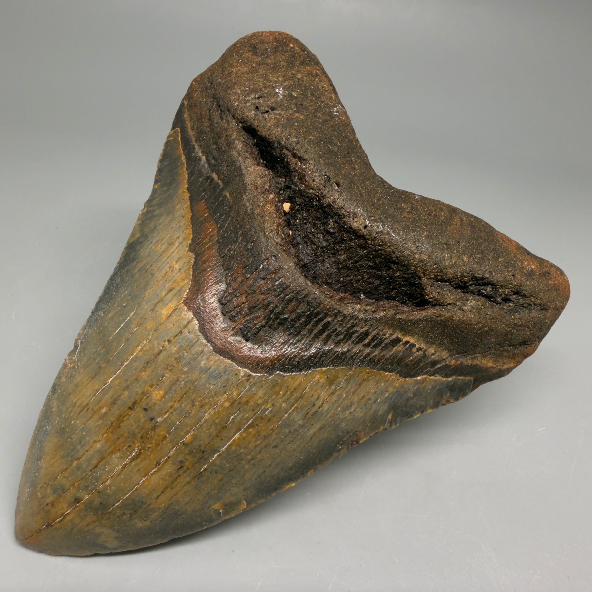 Front Right View Colorful 4.16" Authentic Megalodon Tooth – North Carolina Fossil | Carcharocles megalodon CM6514
