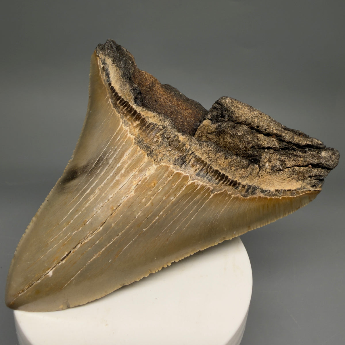 Front Right View Colorful 4.16" Authentic Megalodon Tooth – North Carolina Fossil | Carcharocles megalodon megalodonteeth.com CM6647